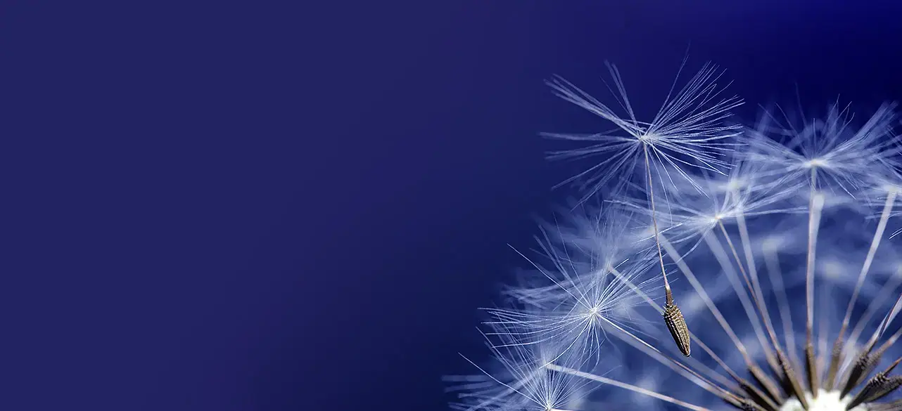 Semillas de diente de león sobre fondo azul